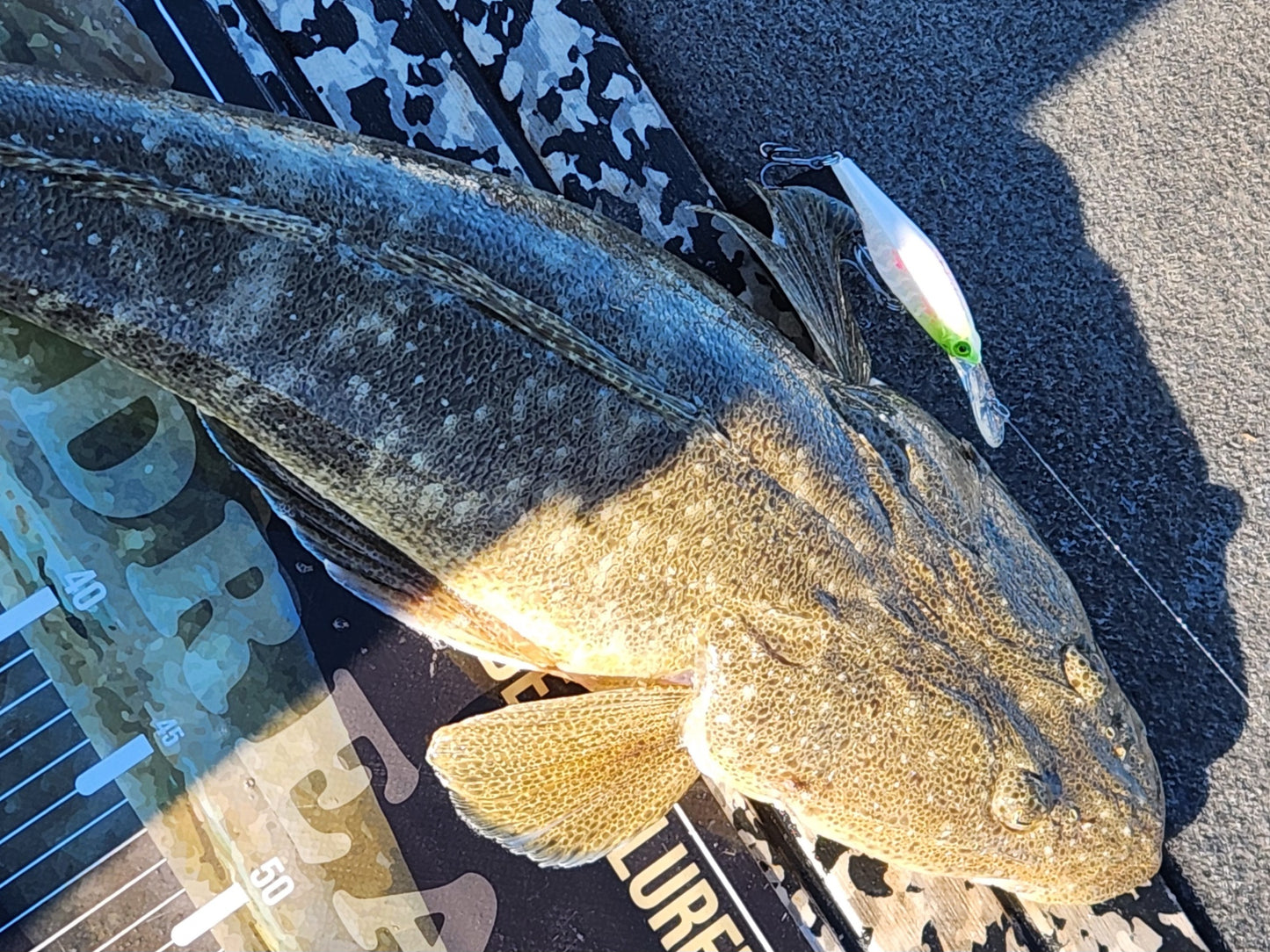 KRAYZ MINNOW   NEPTUNES KISS
