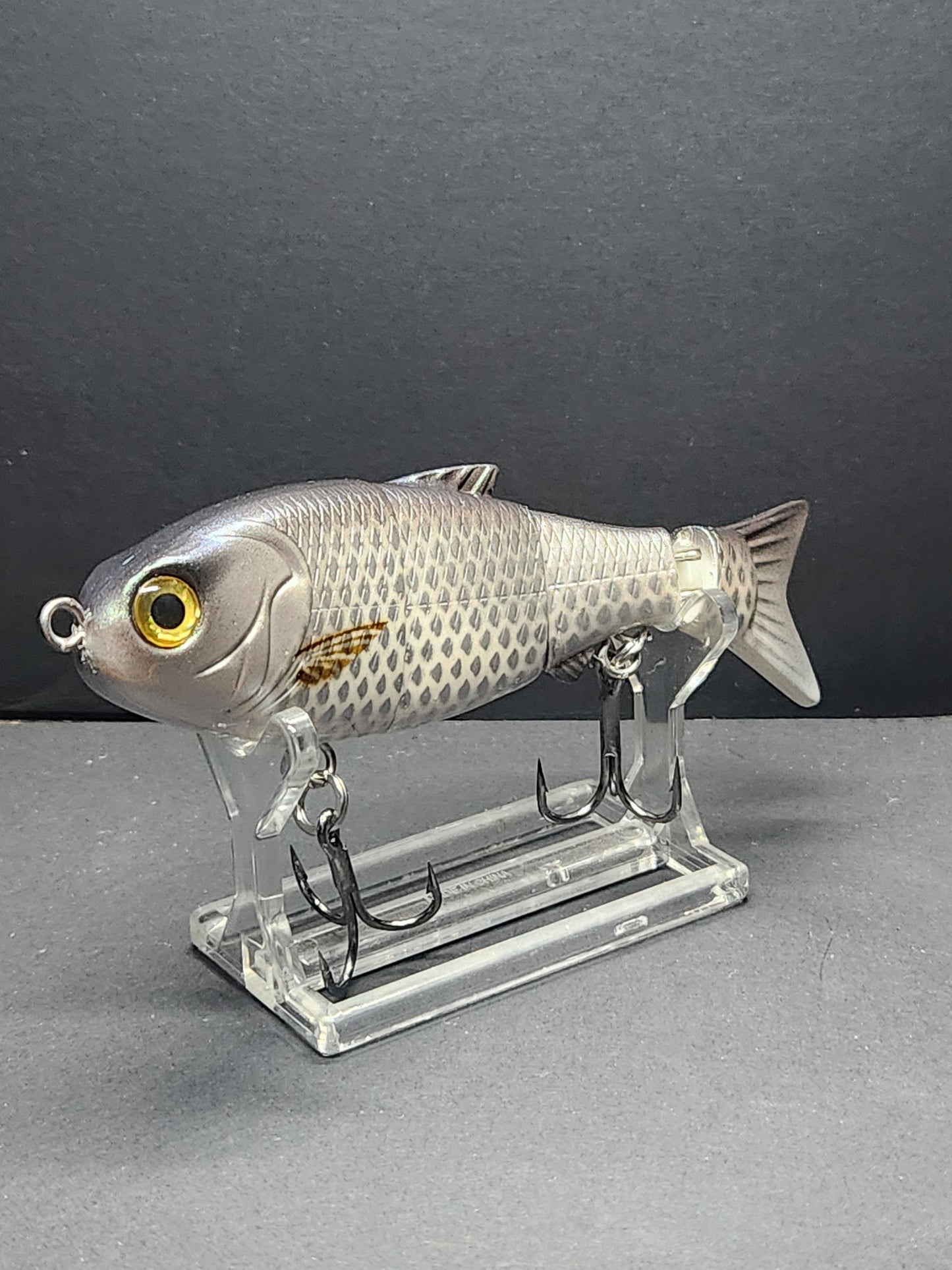 Baby bull   Silver mullet