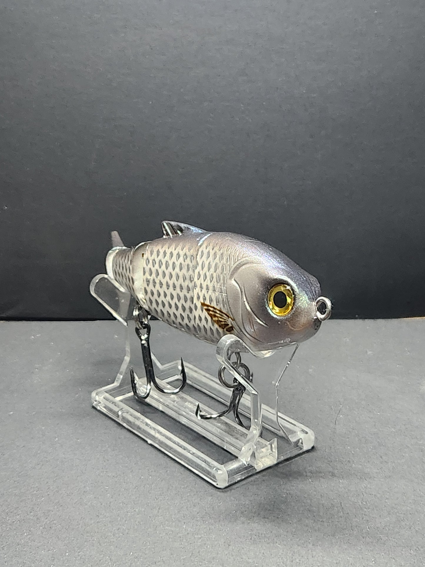 Baby bull   Silver mullet